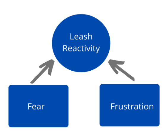diagram showing fear and frustrating leading to leash reactivity