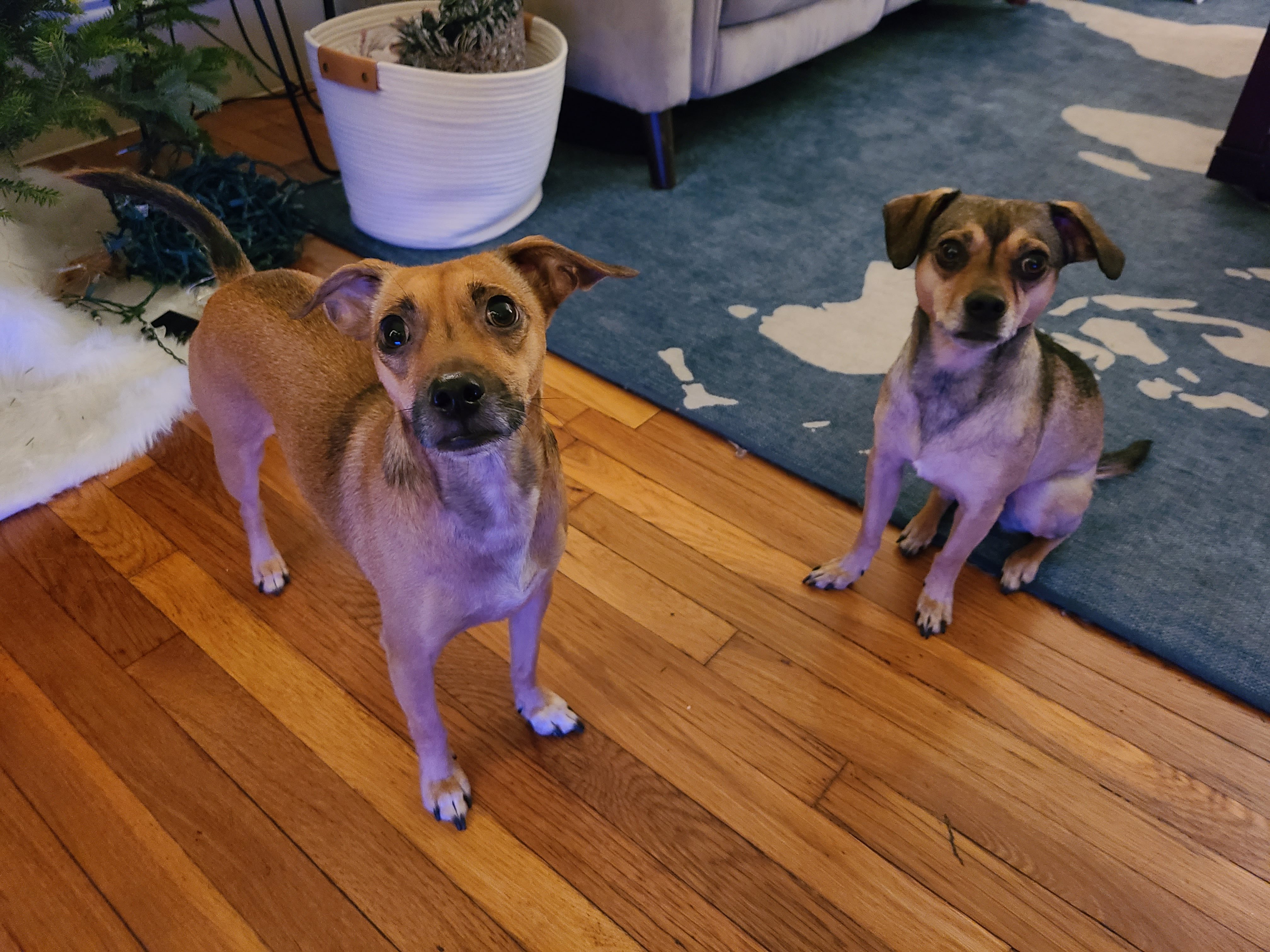 Lily and Ollie at Home