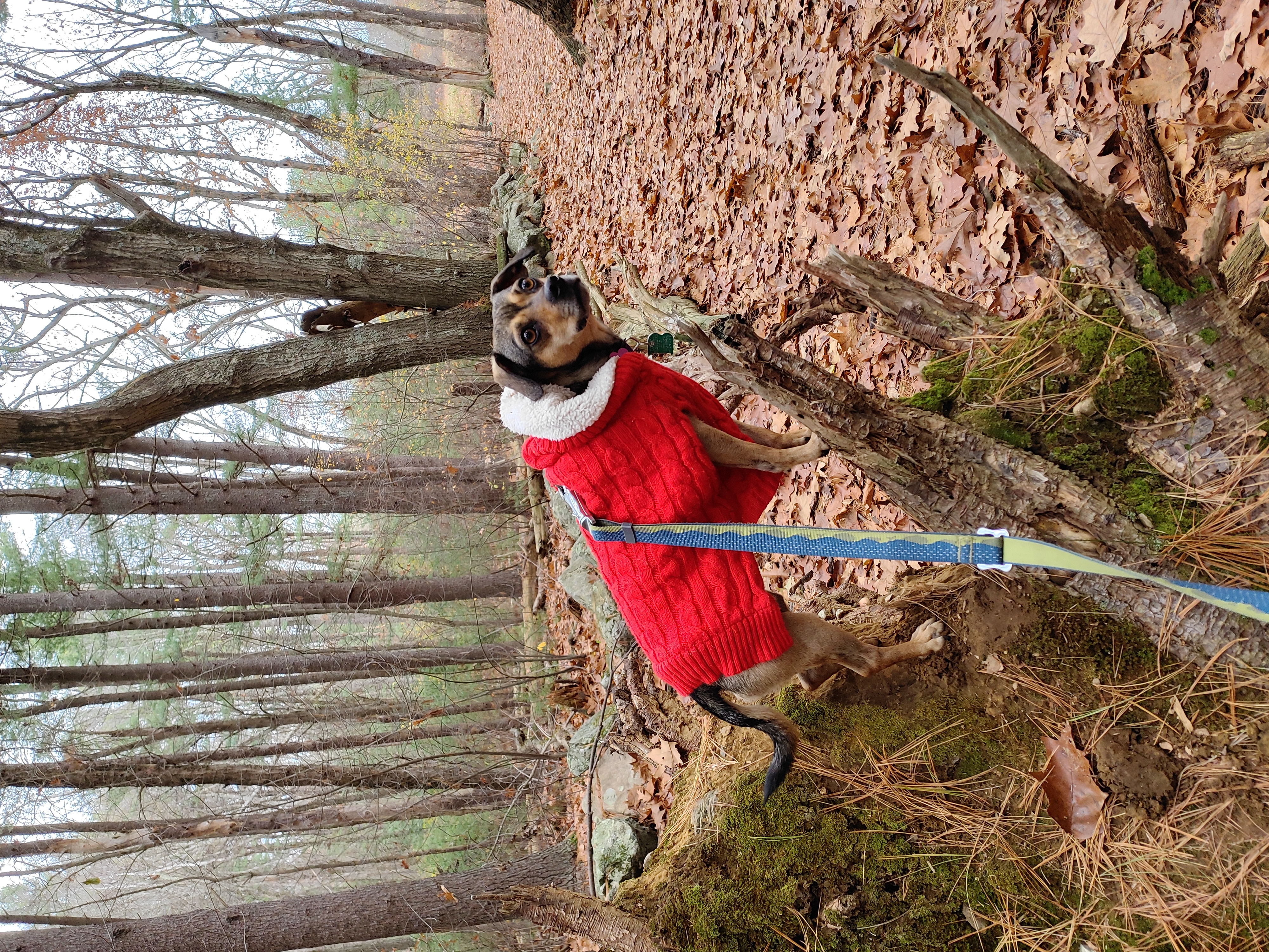lily at the public garden in a tree