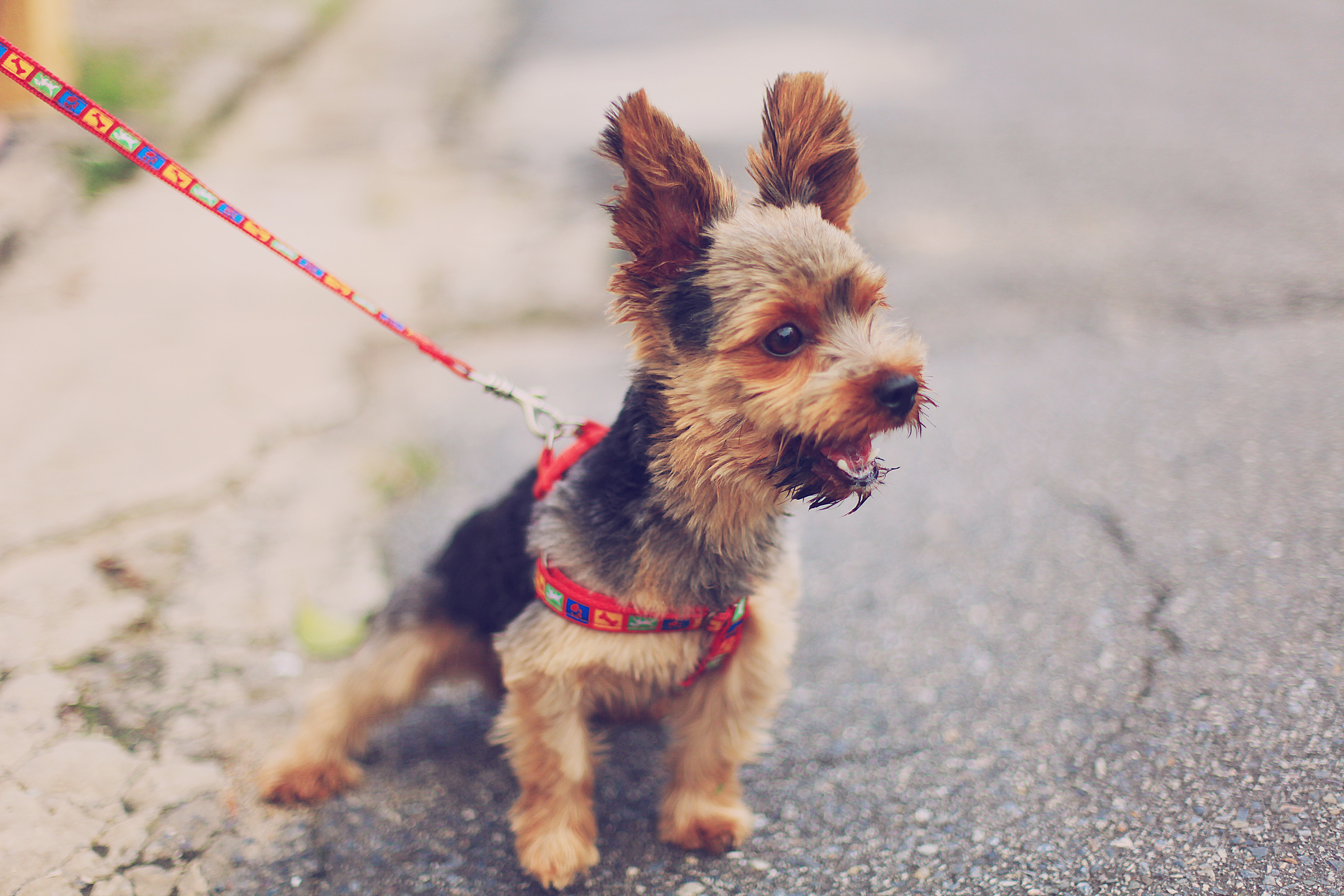 yorkie on a leash